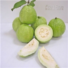 珍珠番石榴苗树苗批发（果丰果苗）