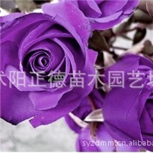 园林植物正宗紫玫瑰种子纯度高出苗率90%以上欢迎订购！