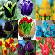 新品上市荷兰进口种球郁金香种球盆栽种球可水培多个品种可选