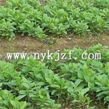 五味菜种子特菜种子野菜种子种子种子批发特色种子菜种子