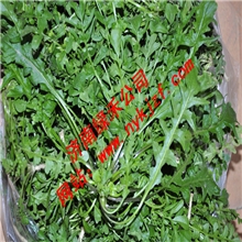 荠荠菜种子特色野菜种子批发野生蔬菜种子