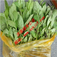 降压神菜种苗长命菜种苗富贵菜种苗明日草种苗
