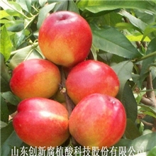 点施成金倍润水溶肥滴灌肥全水溶厂家直供腐殖酸肥料