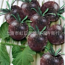 上海温荷批发供应观果蔬菜种子/黑珍珠番茄约20粒