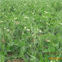 大量提供防病抗病，种绿色无公害荷兰豆的生物有机肥