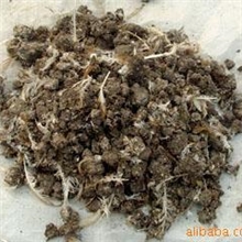 大量出售河北优质干鸡粪价格全国最低