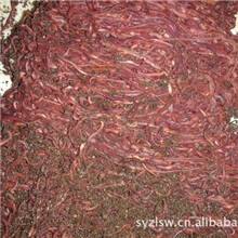 供应优质蚯蚓种苗【10箱以上提供技术服务】