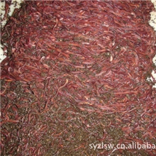 蚯蚓、蚯蚓养殖、蚯蚓基地、蚯蚓种、蚯蚓苗、蚯蚓批发