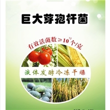 供应巨大芽孢杆菌，生物有机肥菌种，微生物菌种，解磷菌