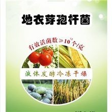 供应地衣芽孢杆菌，拮抗菌，饲料添加，微生物菌种