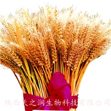 厂家现货热销大量小麦膳食纤维素