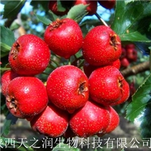 厂家常年供应：质优价廉的山楂黄酮