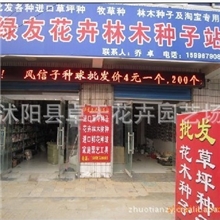 批发销售进口牧草种子=欧洲菊苣子营养价值丰富！