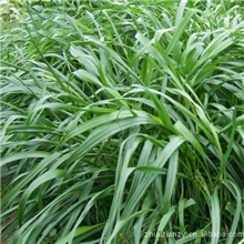 大量供应进口黑麦草种子多年生黑麦草种子牧草种子等