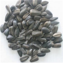 大量批发美国油葵种子向日葵葵花籽食用向日葵