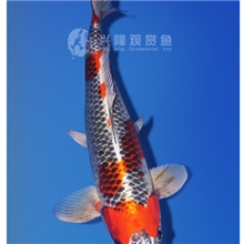 兴隆锦鲤自家产两岁（孔雀母46CM）日本进口锦鲤池塘观赏鱼批发