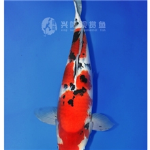 兴隆锦鲤自家产两岁（大正54CM）日本锦鲤观赏鱼