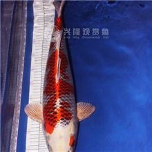 兴隆锦鲤进口三岁（孔雀51CM公）日本锦鲤池塘观赏鱼锦鲤批发