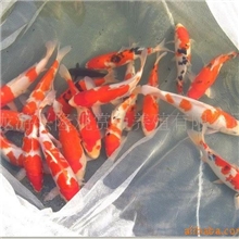 兴隆锦鲤供应日本锦鲤，观赏鱼，淡水鱼