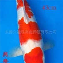 2013兴隆锦鲤精品日本锦鲤,观赏鱼，淡水鱼