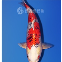 兴隆锦鲤自家产两岁（孔雀母48CM）日本进口锦鲤池塘观赏鱼