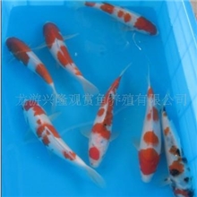 兴隆锦鲤大量供应正宗日本锦鲤,锦鲤，观赏鱼，淡水鱼