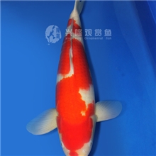 兴隆锦鲤自家产三岁（红白母55CM）日本锦鲤池塘观赏鱼