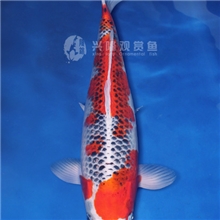 兴隆锦鲤自家产两岁（孔雀45CM母）日本进口锦鲤池塘观赏鱼