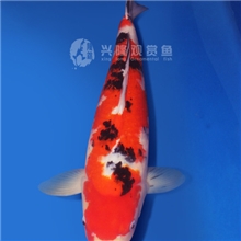 兴隆锦鲤自家产三岁（大正母55CM）日本锦鲤池塘观赏鱼