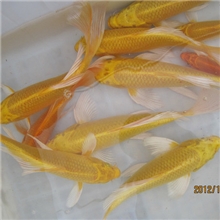 专业特种养殖大量供应黄金锦鲤观赏鱼