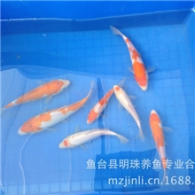 日本锦鲤观赏鱼批发黄金，红白，白金，邱翠，三色可支付宝交易