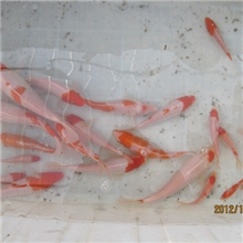 特种养殖明珠渔场出售锦鲤统货