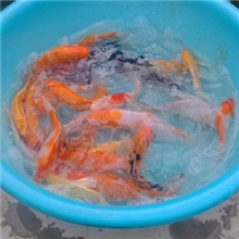 明珠渔场白菜价供应红白，黄金，大正，白写，墨鲤等多种锦鲤