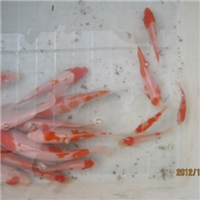 观赏鱼明珠渔场供应红白锦鲤