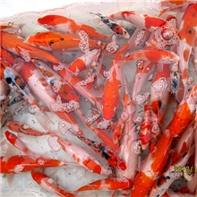 鱼台明珠锦鲤大量批发各种锦鲤土炮