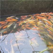 鱼台明珠观赏鱼渔场出售高中低档锦鲤