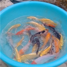 明珠渔场供应红白，黄金，大正，白写，墨鲤等高中低档锦鲤