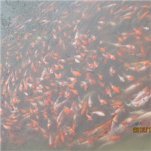 白菜价出售红白锦鲤