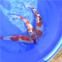 供应40--50分大规格锦鲤