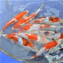 供应大量的优质红白,大正,白写锦鲤(规格18--23CM).