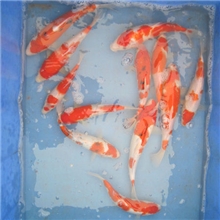 供应大量的优质红白,大正锦鲤(规格20--30CM).