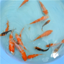 大量供应5--8CM锦鲤鱼苗