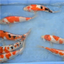 供应大量的优质红白,大正锦鲤(规格19--25CM).