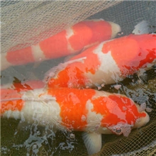 2013年锦鲤水花,鱼苗销售中