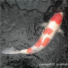 供应种鱼（纯种日本锦鲤）