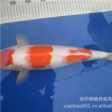 大量供应优质锦鲤40--55分大规格(红白,大正,黄金)