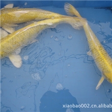 供应优质红白锦鲤，黄金锦鲤