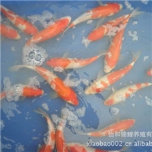供应大量的优质红白,大正锦鲤(规格18--25CM).