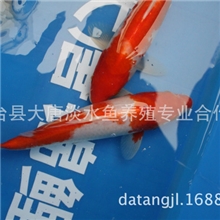 锦鲤观赏鱼红白批量出售
