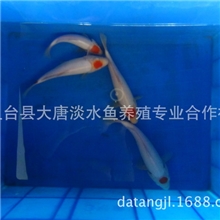 锦鲤批发丹顶当岁锦鲤精品